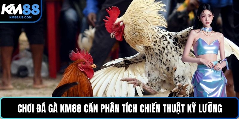 Chơi đá gà KM88 cần phân tích chiến thuật kỹ lưỡng
