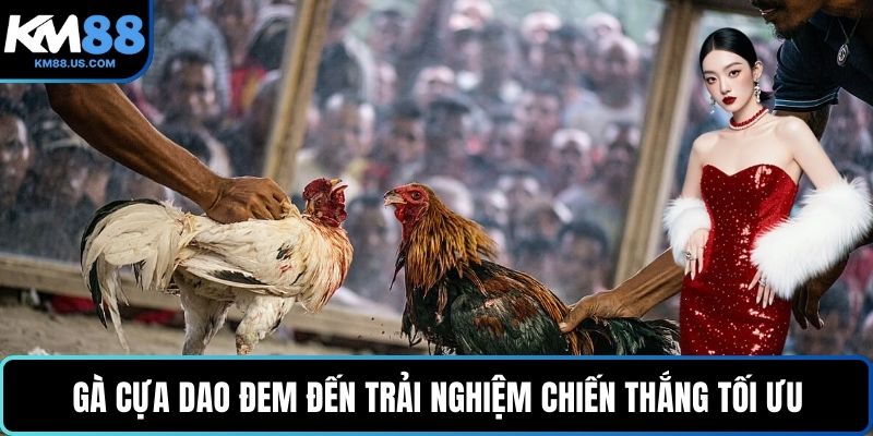 Gà cựa dao đem đến trải nghiệm chiến thắng tối ưu